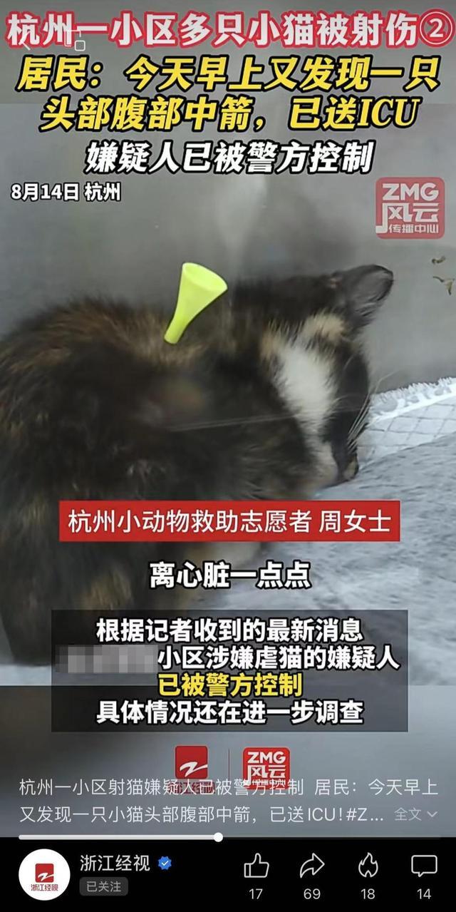 小区流浪猫身中10箭死亡 残忍行为引公愤