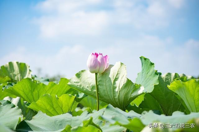 末伏最后1天，今年出伏不一般，到底怕啥？