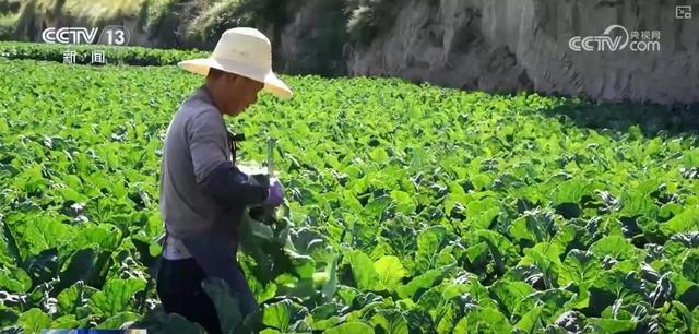 蔬菜价格开始回落 黄瓜已回月初水平 供应充足 菜价趋稳