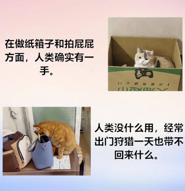 猫咪挨骂后的表情笑翻众人 喵星人心声大曝光