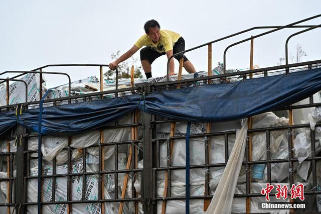 台风过境后的徐闻县：街头树木倒伏，灾后景象曝光