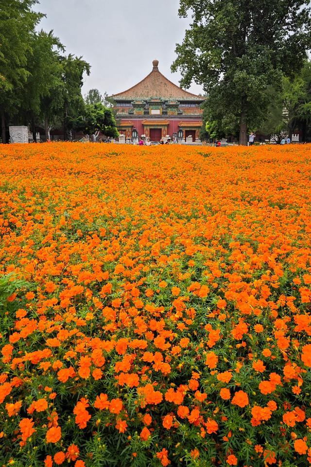 北京北海公园硫华菊进入盛花期 古建映花海，秋日赏菊正当时