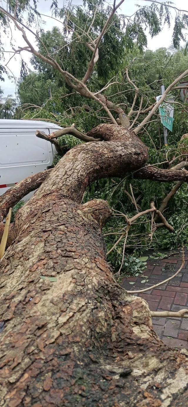 海口花梨王被吹倒 千年名木遗憾陨落