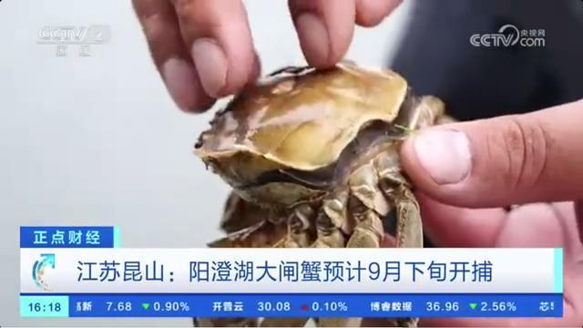 阳澄湖大闸蟹预计9月下旬开捕 迟到的美味挑战中秋餐桌