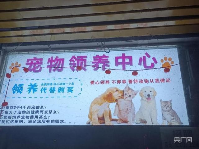 起底0元领养猫咪套路 爱心仍是圈套？