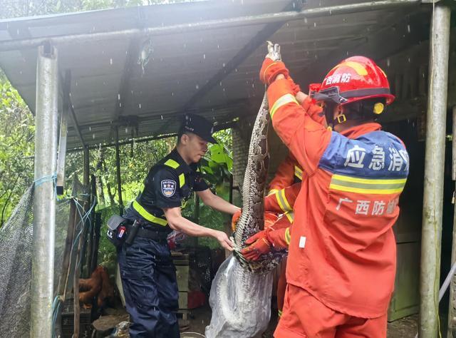 大蛇钻进鸭舍吞鸭子 消防迅速处置