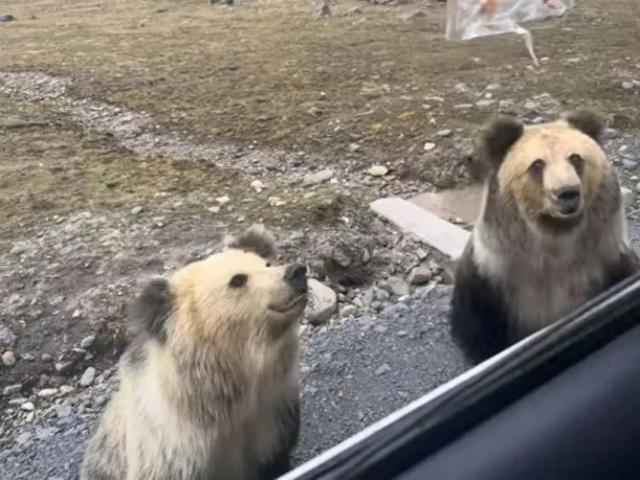 当事人回应投喂野生棕熊遭猛扑抢食