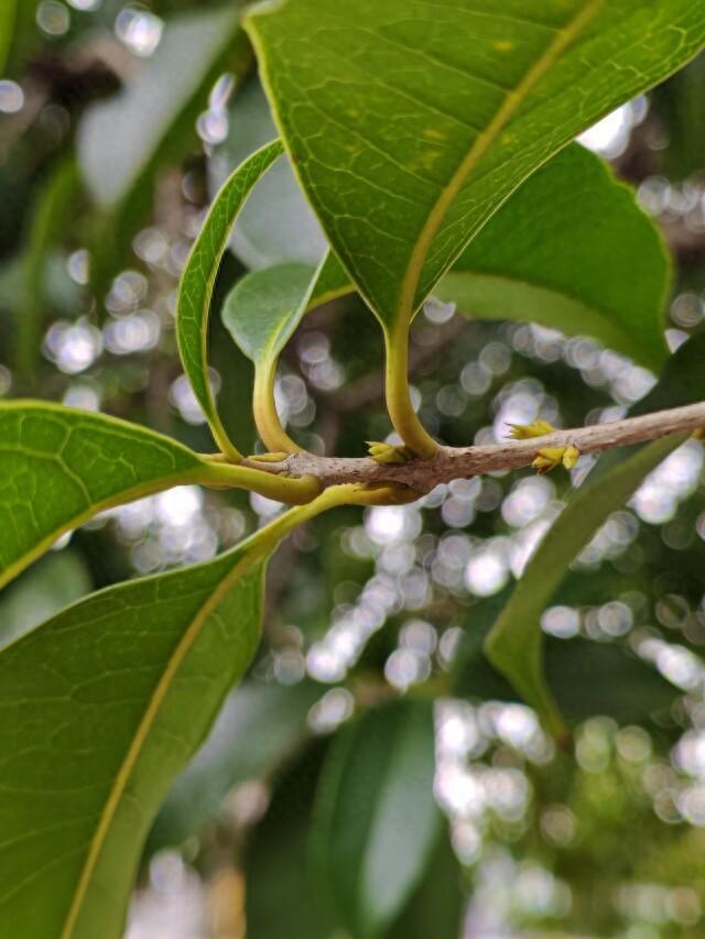 长沙的桂花究竟何时开放 市民期待秋日首香