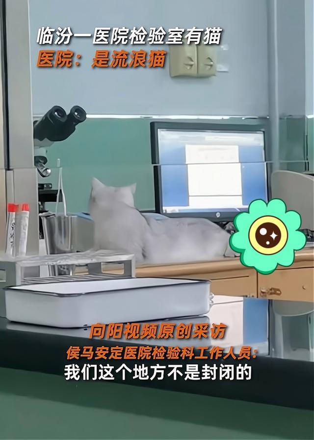 医院检验科疑现宠物猫？卫健委回应 流浪猫引卫生质疑