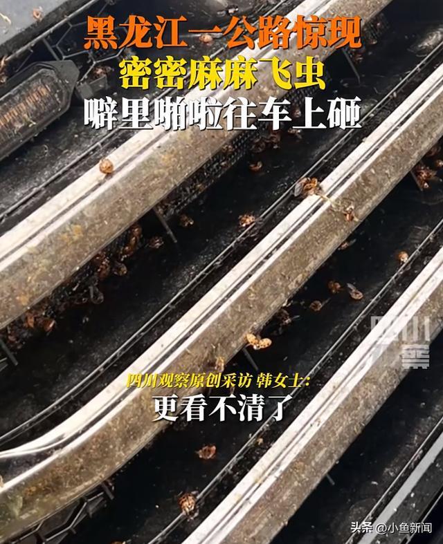 黑龙江一公路现密密麻麻飞虫 花大姐遮挡视线险象环生