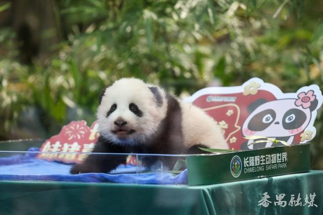 大熊猫“妹猪”百日庆 憨态撩人 百家布集福 共贺成长