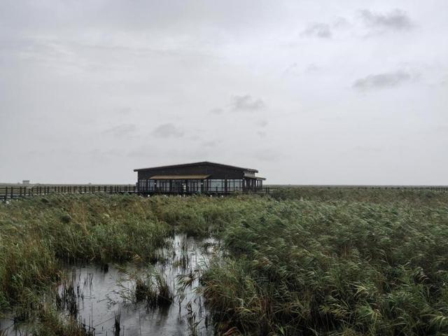 文化中国行看黄渤海候鸟栖息地 上海崇明东滩的生态奇迹