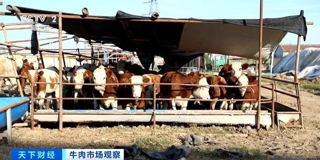 牛肉价格怎么不牛了 价格“大跳水”