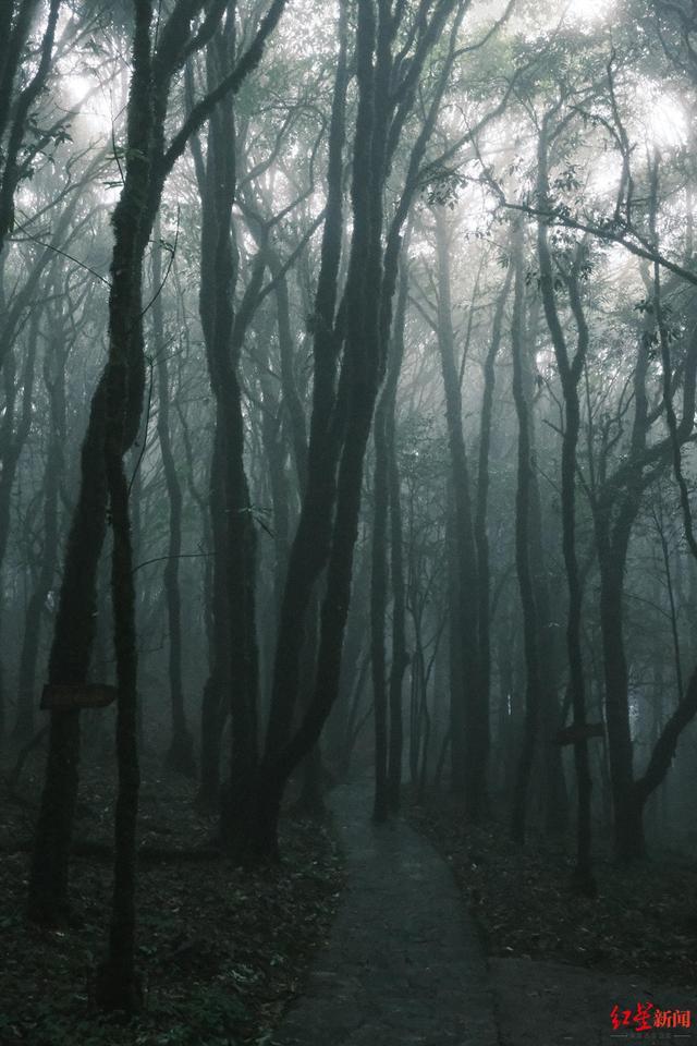 记者探访走红的云南哀牢山 云雾秘境，探险与风险并存