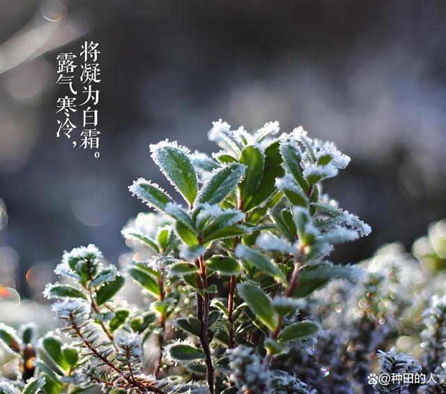 “寒露在头冻死牛，寒露在尾穿单衣”