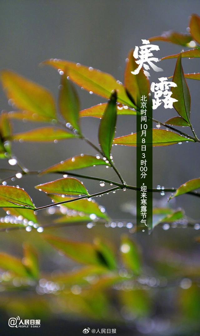 今日寒露 秋意渐浓，登高望远正当时