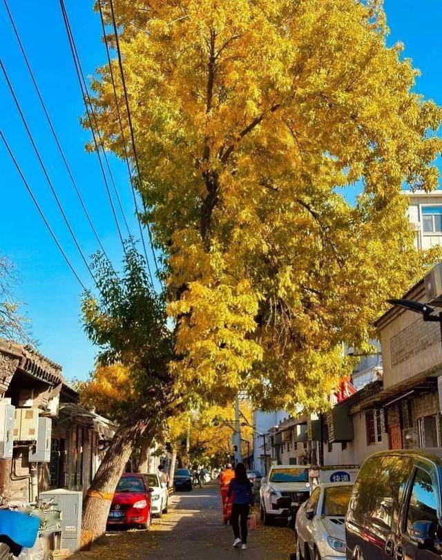 漫步北京胡同感受城市烟火气 老舍笔下的秋日童话