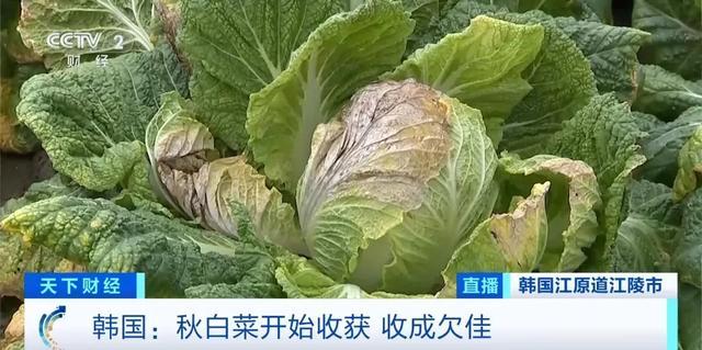 白菜变“金菜”！韩国一棵白菜46元：民众腌泡菜成本激增