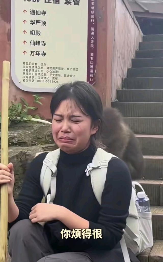 女生被峨眉山山公翻包气哭 网友热议山公行径