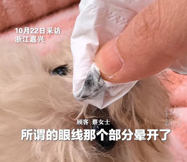 泰迪犬被裁耳画眼线 商家诱导消费引发争议