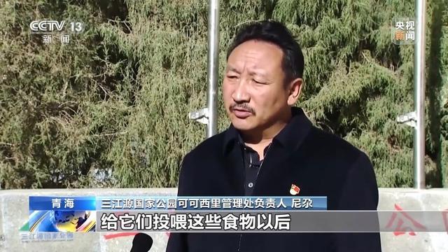 可可西里网红狼被旅客喂成胖球 投喂行动引生态担忧