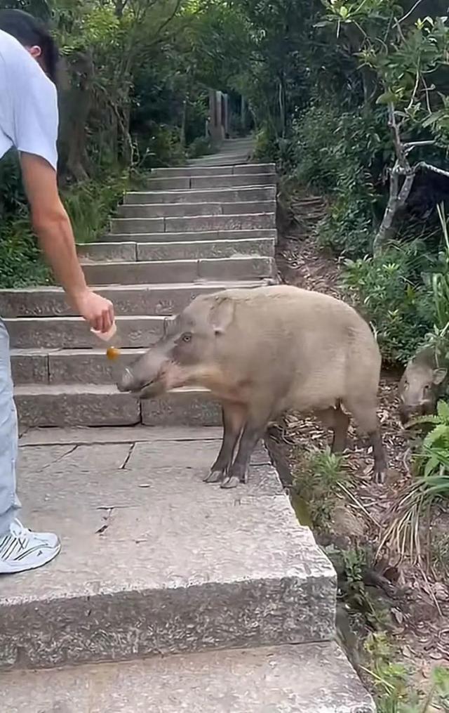 梧桐山200斤野猪向游客讨食 景区加强管理提醒安全