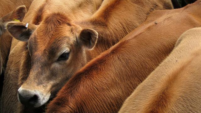 肉牛中小养殖户的“生死时刻” 牛肉降价引发亏损潮