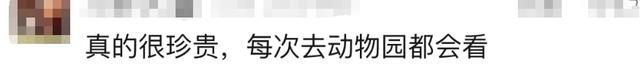 日本将把16只朱鹮归还中国 时隔8年再续友好篇章