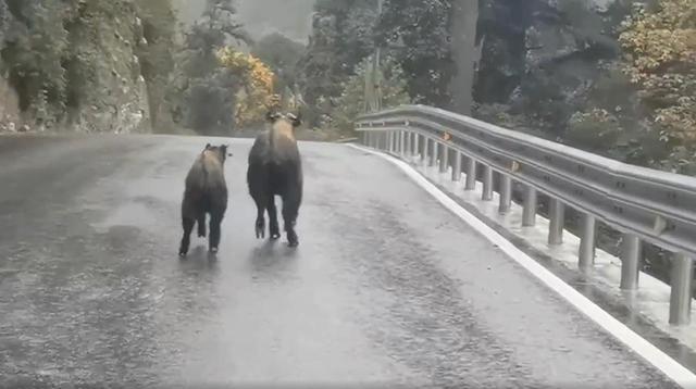 六不像"出现在云南公路上：羚牛母子悠闲遛弯