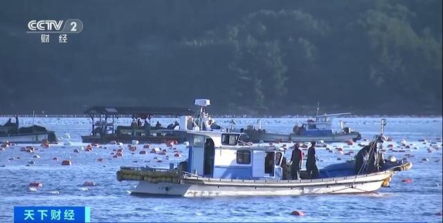 韩国生蚝大规模死亡 高温天气成罪魁祸首