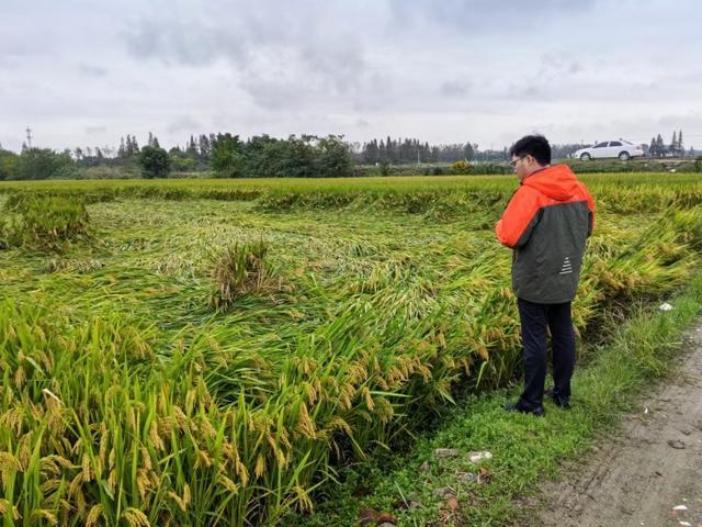 浙江全力迎战台风“康妮” 平安产险启动应急响应