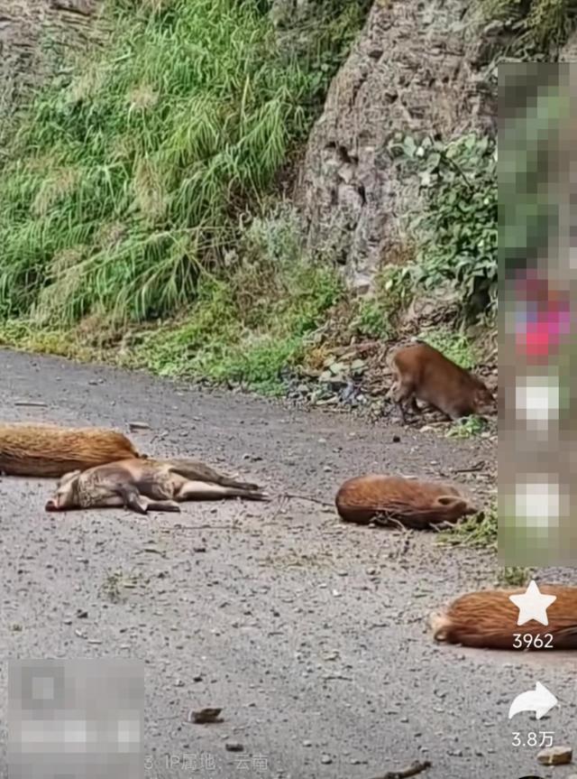 女子驾车遇“天降”野猪群 悬崖跳落惊魂一刻