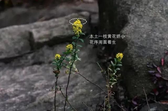 又见“加拿大一枝黄花”，看到千万别碰！这种小黄花可能是入侵生物，多地已出现