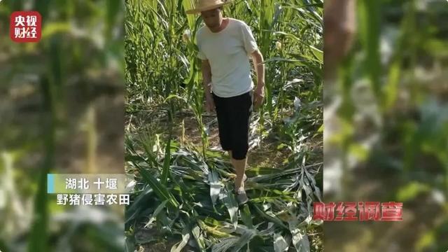 多地频现野猪进城致害事件 人畜冲突加剧