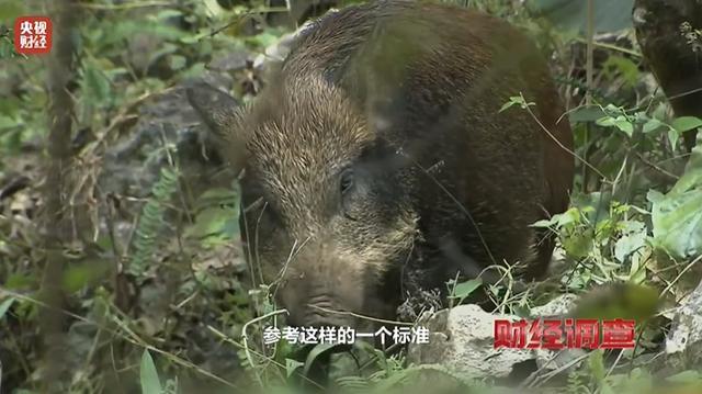 中国野猪致害省份多达26个