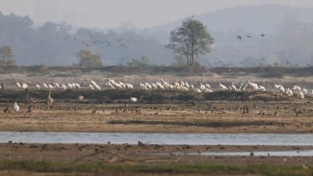 鄱阳湖越冬候鸟已超10万只