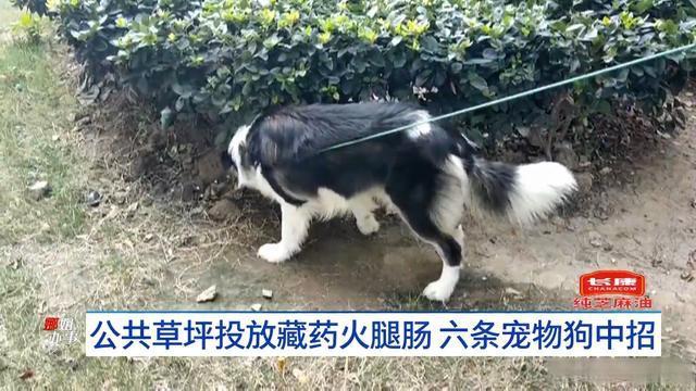 草坪放藏药火腿肠6条狗中招 宠物主东谈主无语报警