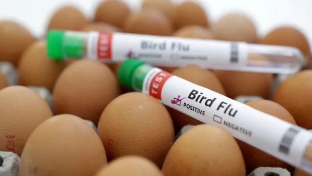 英国养殖场发现H5N1型禽流感