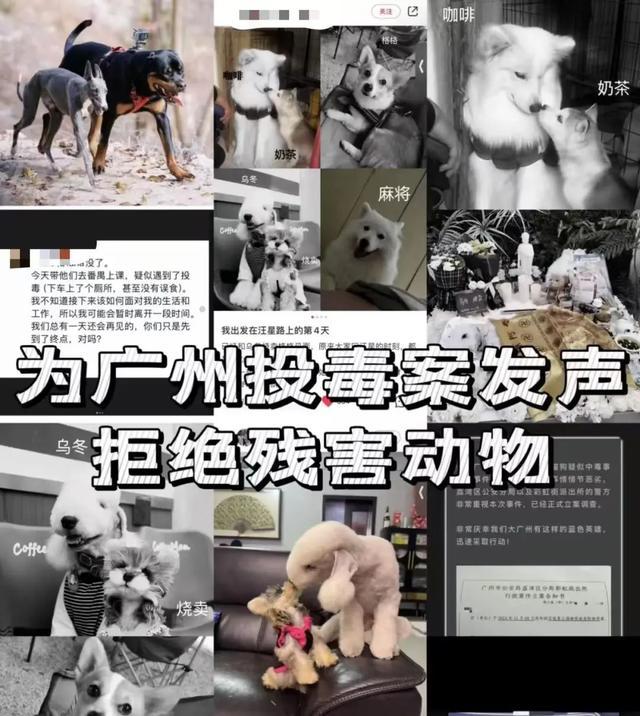 宠协工作人员称死亡犬数仍上升