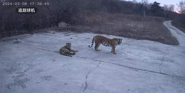 黑龙江勃利猛虎进村背后 生态向好虎频繁出没