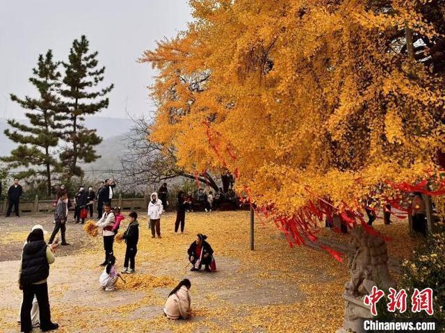 山东多地推行落叶缓扫政策 留住金秋美景