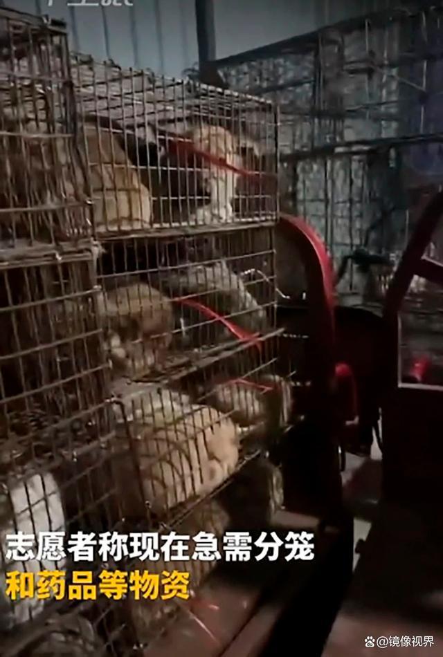 市民找猫时发现一车猫狗 多东说念主拯救