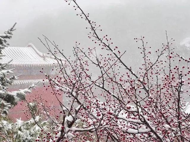 济南下雪啦！寒潮黄色预警生效中，明日最低气温-6℃！山东多地将迎今冬初雪