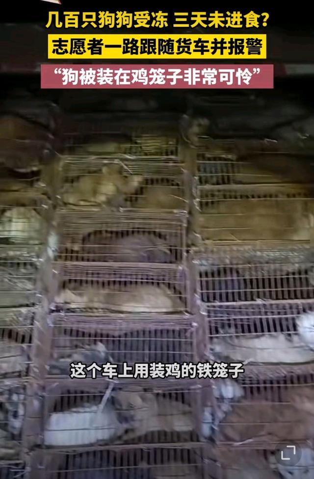 几百只狗受冻流血被装鸡笼塞满卡车