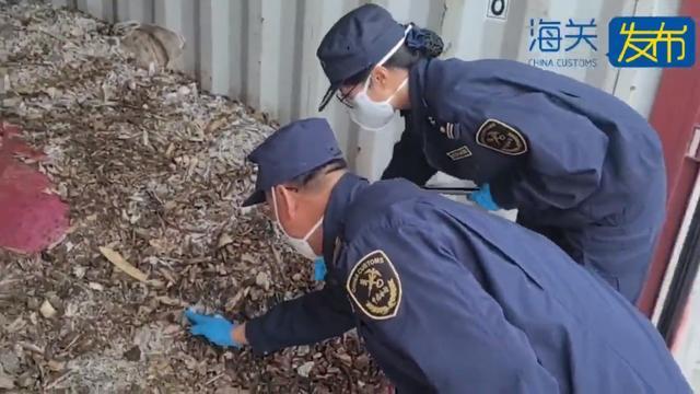 中国海关查获28吨洋垃圾 严重霉变禁止入境