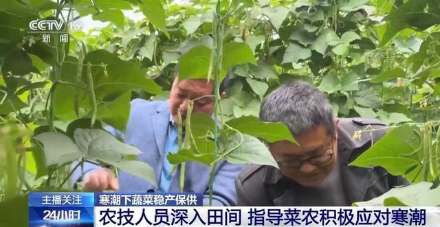 寒潮下蔬菜这样稳产保供 农技人员田间指导