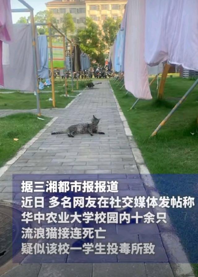 警方介入华中农大一学生被指虐猫