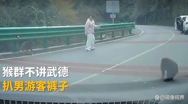 猴群扒裤子女子捂屁股逃跑现场