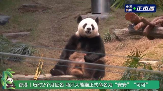 中央赠港的两只大熊猫正式与公众见面 新名字揭晓