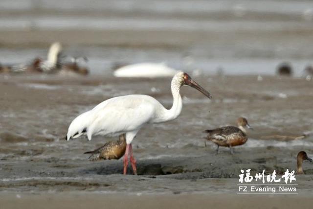 白鹤第三年飞抵闽江河口湿地 生态环境持续改善